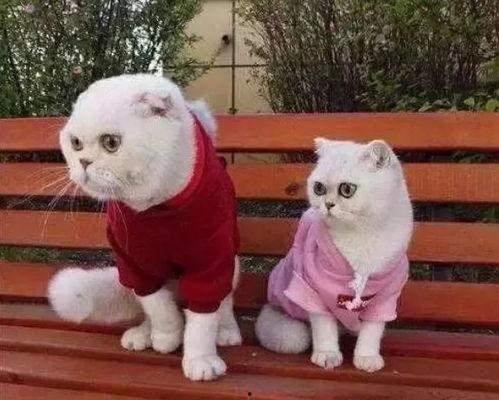 娱乐吃瓜君说刘二豆没了